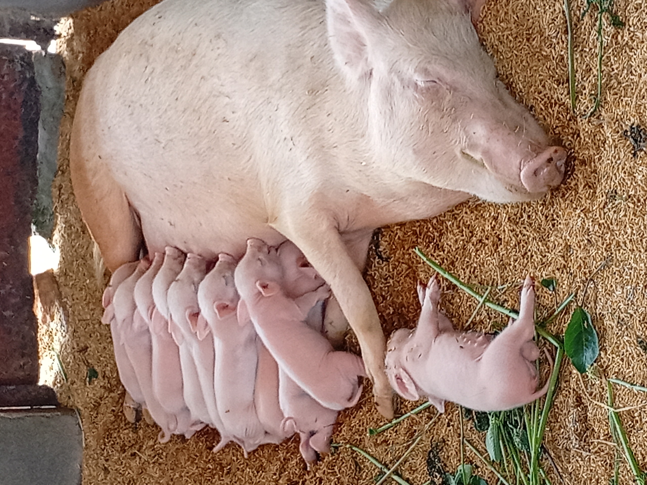 Piggery
