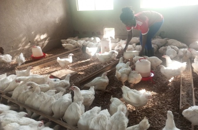Poultry